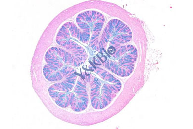 云南阿利新蓝染色