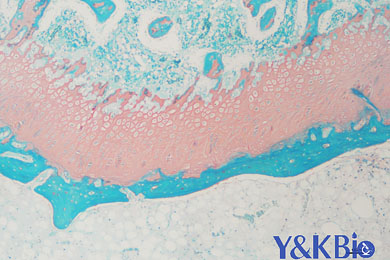 云南番红固绿染色