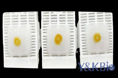 云南瑞士肠卷石蜡包埋