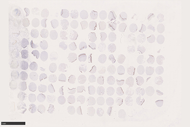 云南组织芯片切片