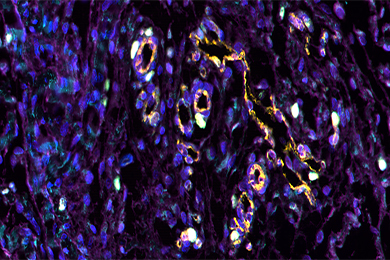 云南普通切片（荧光五标