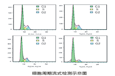 云南流式细胞周期