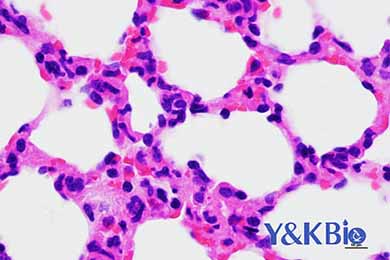 云南HE染色服务