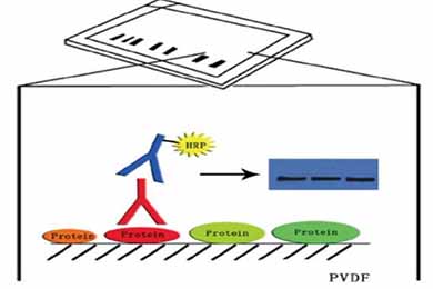 云南Western Blot服务
