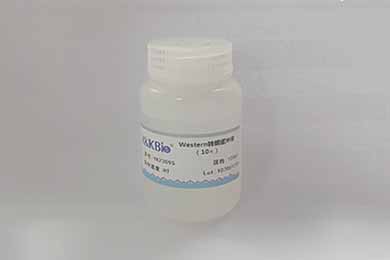 云南10×Western转膜缓冲液