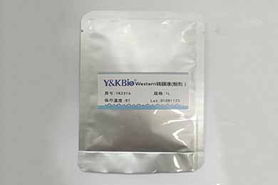 云南Western转膜液干粉