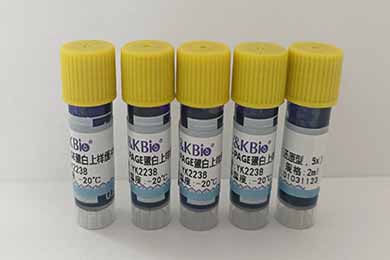 云南SDS-PAGE蛋白上样缓冲液（还原型，5x）