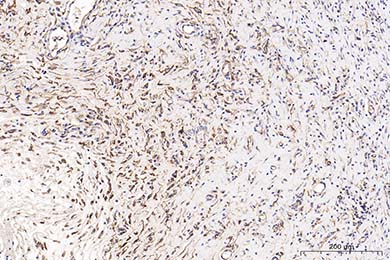云南Anti-CD34 Antibody [SI16-01]