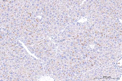 云南F4/80 Recombinant Antibody [PSH01-87] - Rat IgG1 (Chimeric)