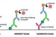 云南酶联免疫吸附测定（ELISA）技术：原理、方法与问题解析